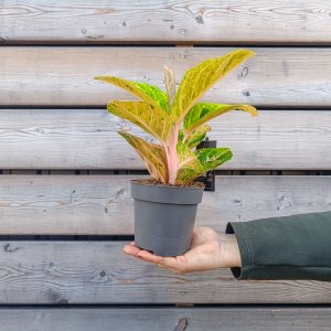 Aglaonema commutatum (Aglaonema) ‘APPLE FANTASY’ - kont. C1L, výška 20-30 cm